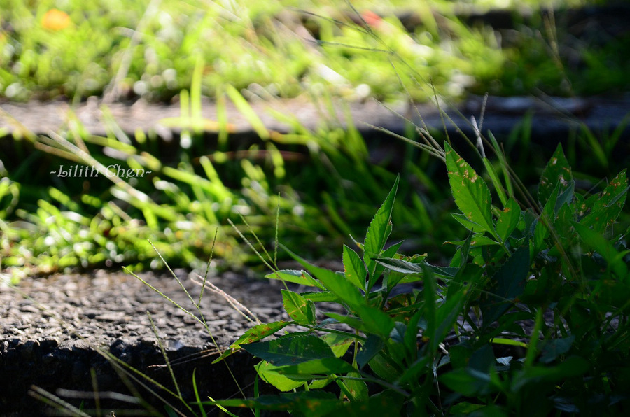 http://i.dcview.tw/gallery/201112/384a36ce6723426323f15f14f8cc39a2.jpg