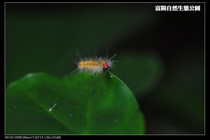 http://i.dcview.tw/gallery/201112/3d57b552e74e732116fb11006cfa1952.jpg