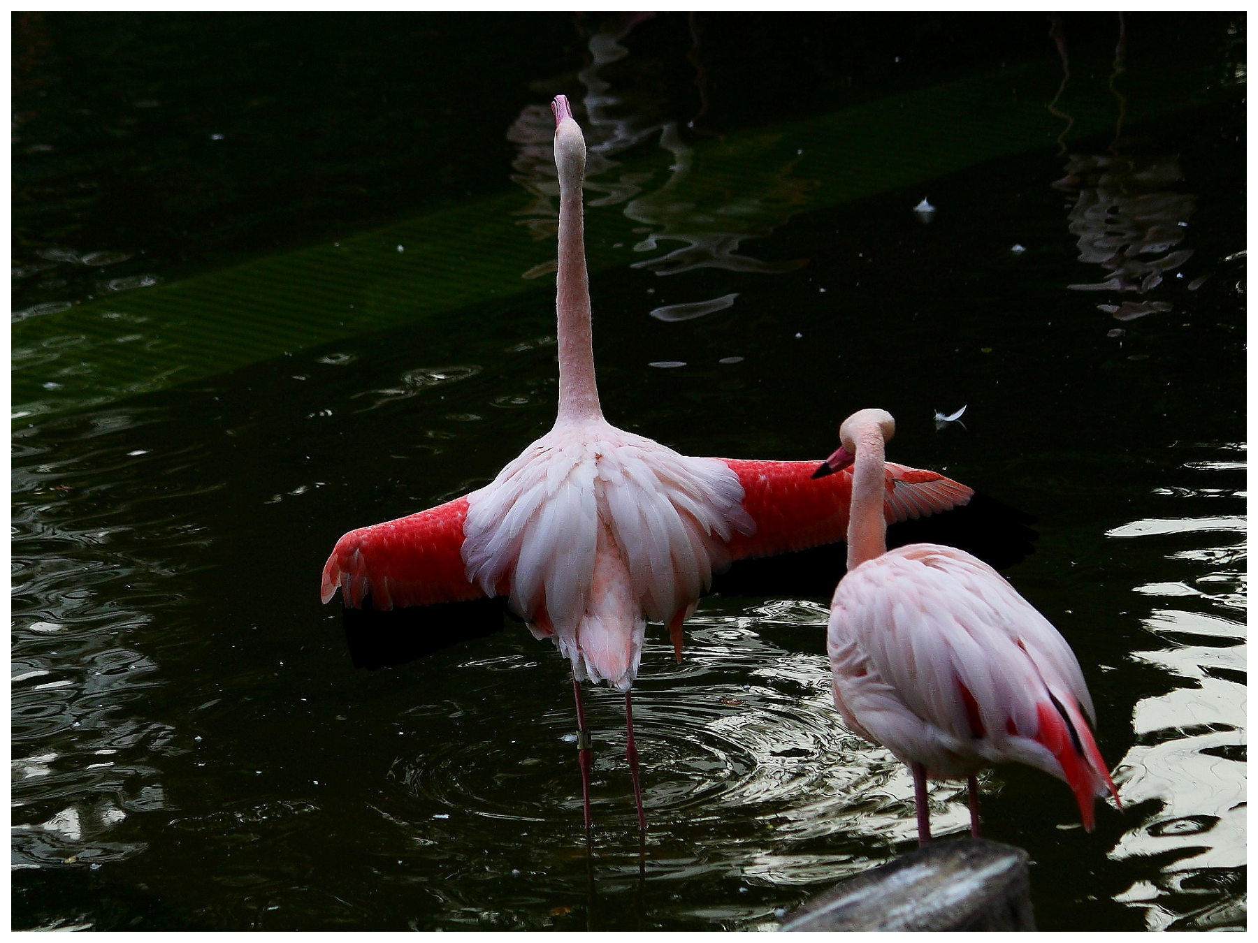 http://i.dcview.tw/gallery/201112/3f65237efe5c9c86dc37e67567fb9dd7.jpg
