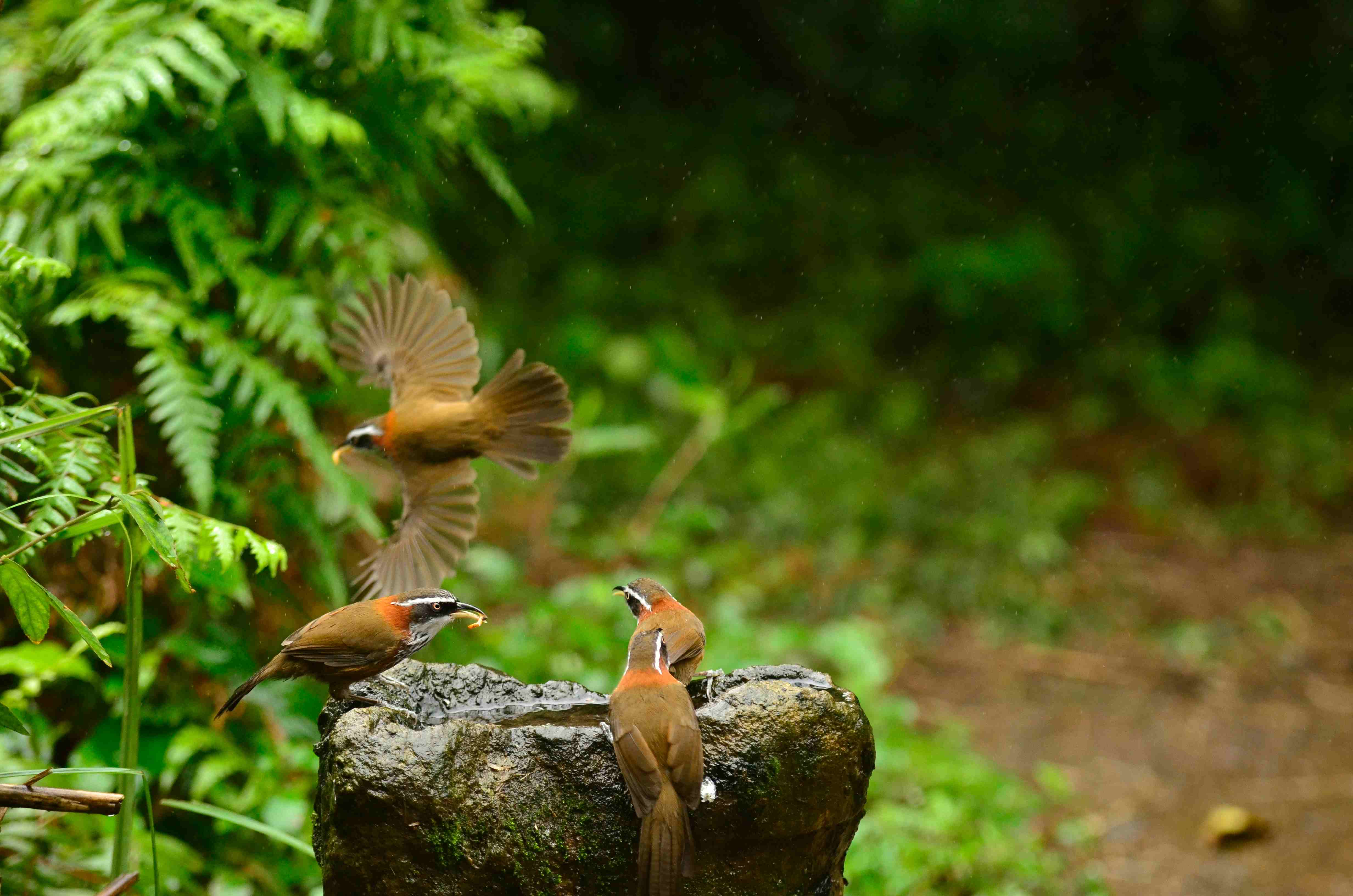 http://i.dcview.tw/gallery/201112/4240b0fe95a510f48ac66ad2af951a99.jpg