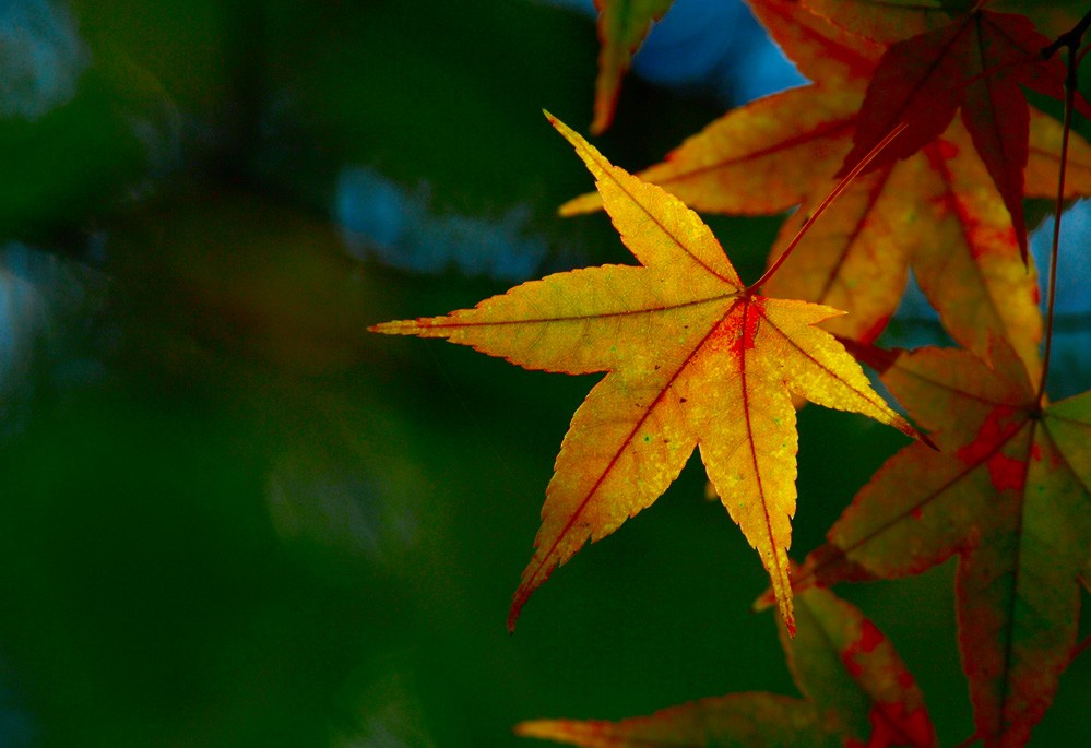 http://i.dcview.tw/gallery/201112/4356be261e707c8eed7d37ef44d72cdc.jpg
