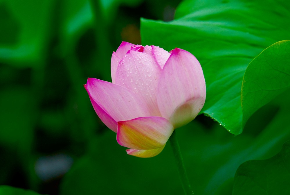 http://i.dcview.tw/gallery/201112/4403f7cd0fc55bfd8bb2086bdd9f0c50.jpg