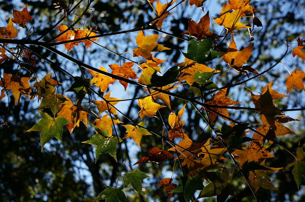 http://i.dcview.tw/gallery/201112/477746223442f56340f8ac86aa3fce2b.jpg