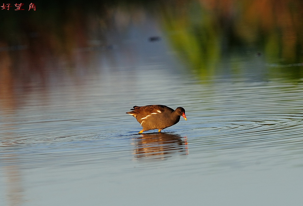 http://i.dcview.tw/gallery/201112/4a0e336d0a64be84078dbbef9b34d7be.jpg