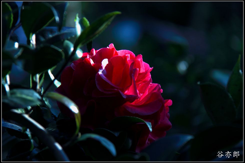 http://i.dcview.tw/gallery/201112/50ae39422c01a67245b1476f5bdd50cd.jpg
