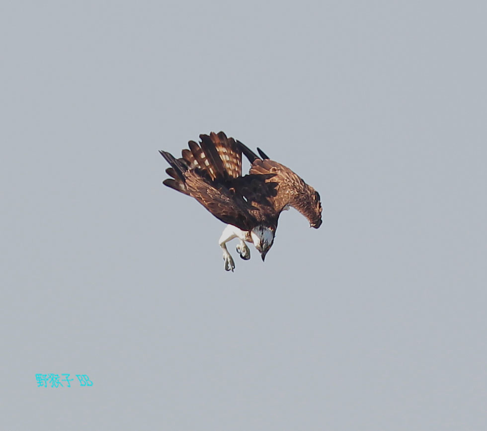 http://i.dcview.tw/gallery/201112/5cb179aff5f27efabf3058f919ea96c9.jpg