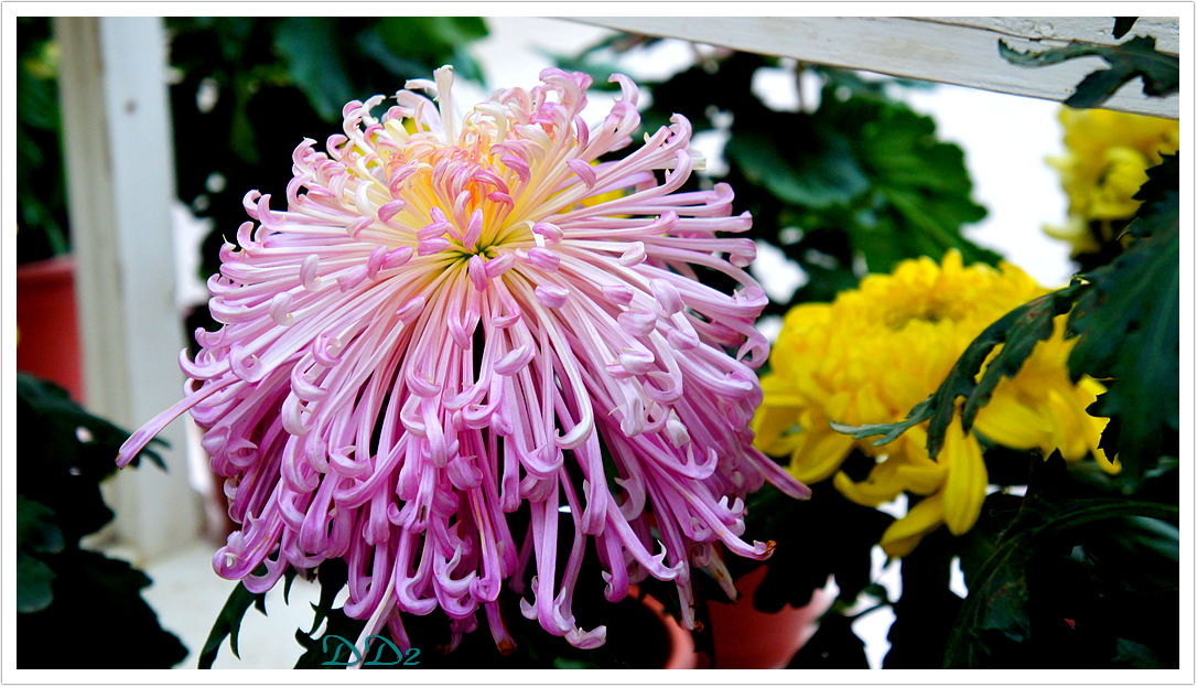 http://i.dcview.tw/gallery/201112/6091db052db07866e61fdbca9d4dbe1f.jpg