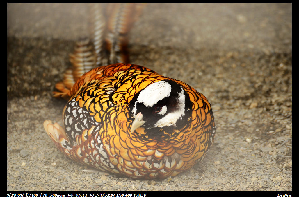 http://i.dcview.tw/gallery/201112/63abefe06b482f68e7e2399a6d681c20.jpg
