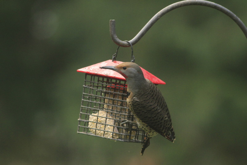 http://i.dcview.tw/gallery/201112/67d322b1eaa0ef73d398b9eadb3dc44f.jpg
