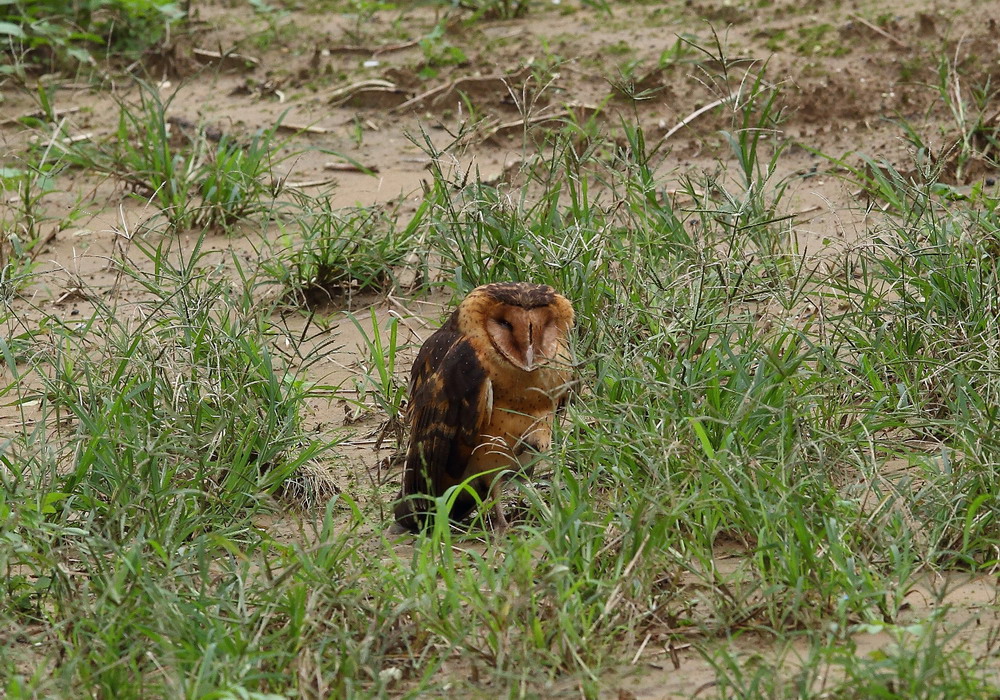 http://i.dcview.tw/gallery/201112/6d74c92898718a610b9f207ec423cd65.jpg