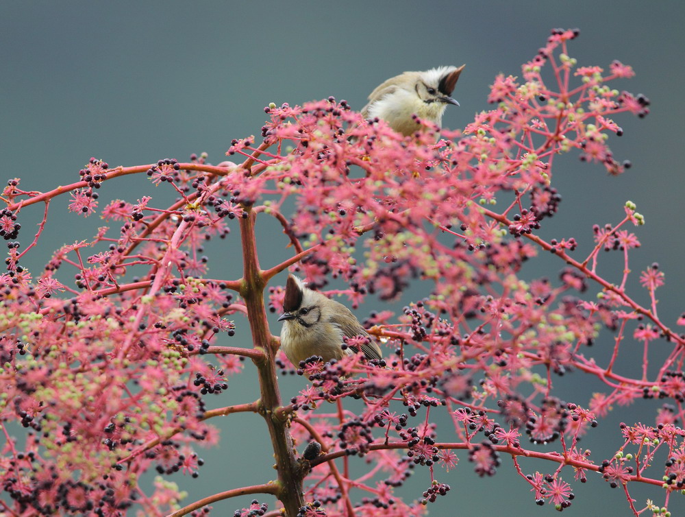 http://i.dcview.tw/gallery/201112/6e98240b0fe2dda56af8740295fe79d4.jpg