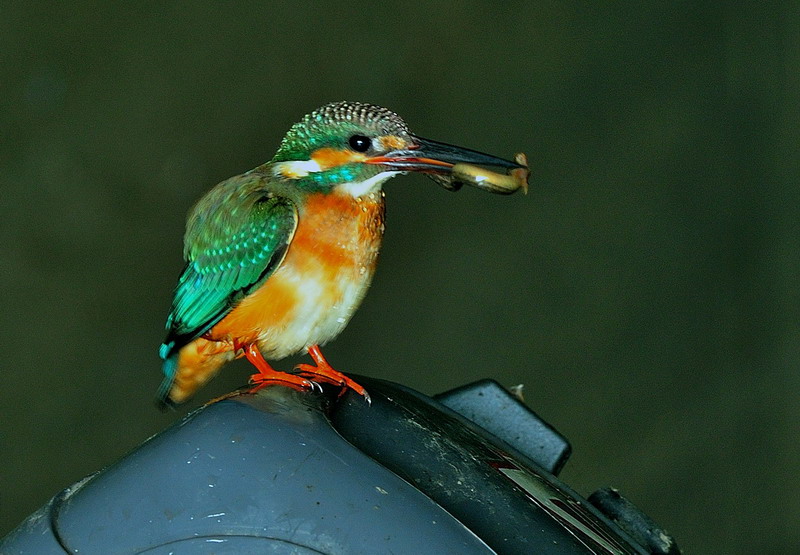 http://i.dcview.tw/gallery/201112/799e479c964a01b00637b6fd5438c2e8.jpg
