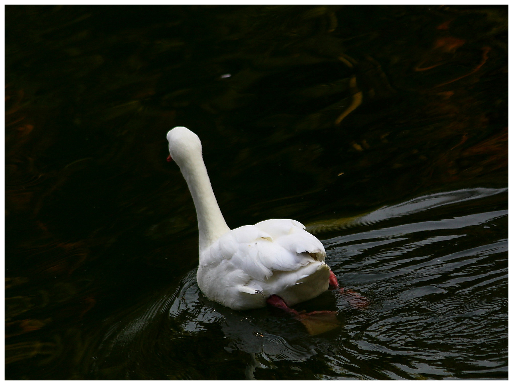 http://i.dcview.tw/gallery/201112/7c29696c34ed4d9f6d1c7f17aad57981.jpg