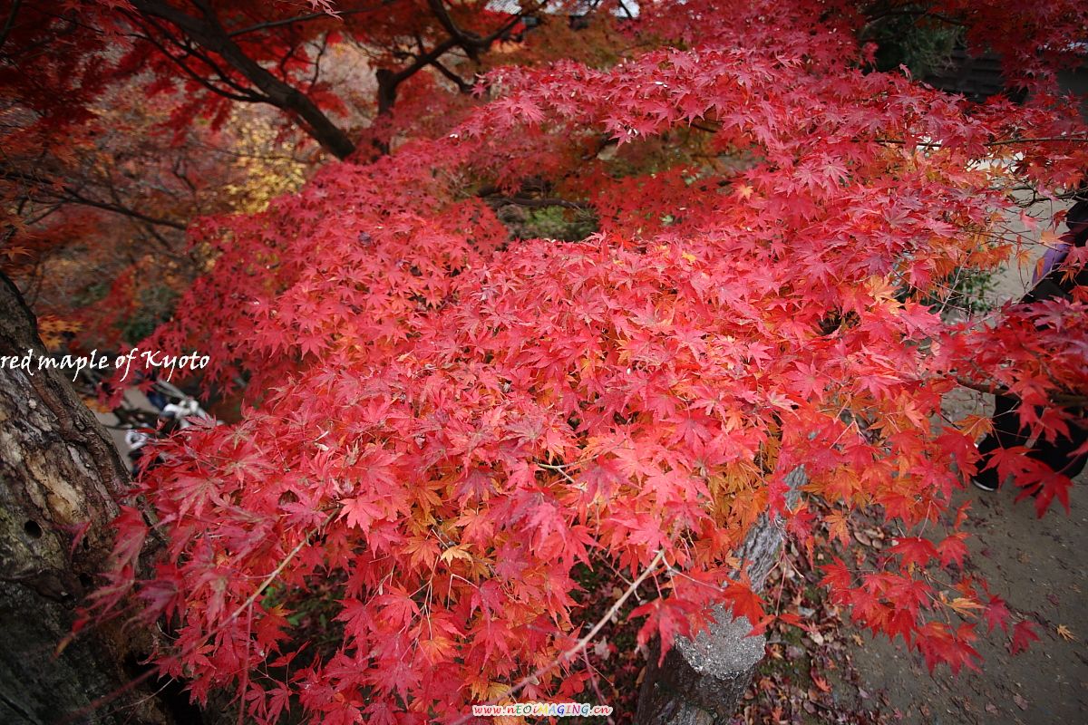 http://i.dcview.tw/gallery/201112/8212e95b71023a84e47e8c5b858d847e.jpg