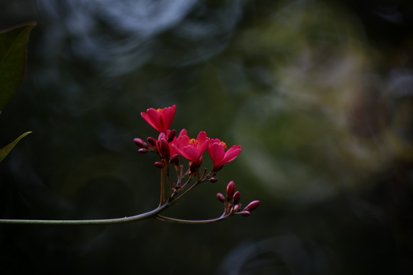 http://i.dcview.tw/gallery/201112/86d309ad871bb879871556f8691d02eb.jpg