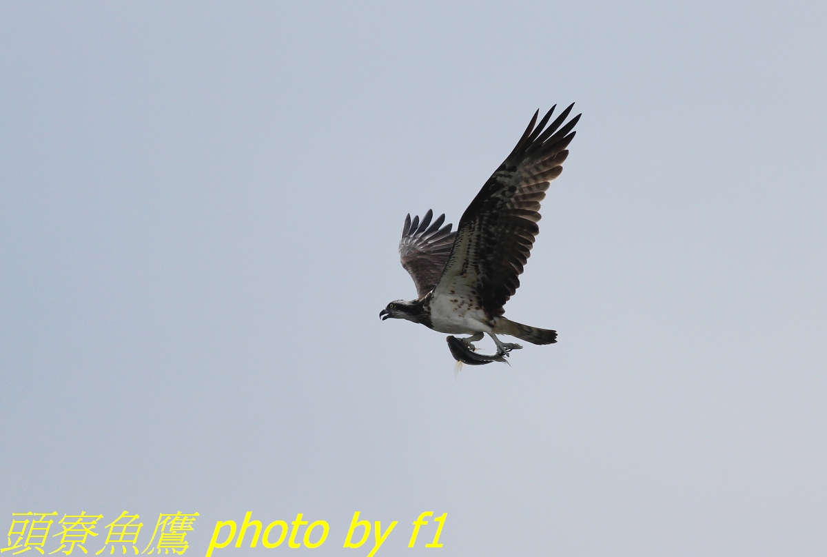 http://i.dcview.tw/gallery/201112/8b39f1cc8d1dba5d9a9888459173e8af.jpg