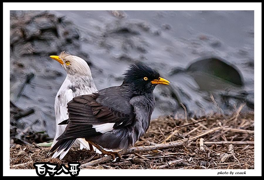 http://i.dcview.tw/gallery/201112/9227c2506f5a2415e4753944274c91f2.jpg