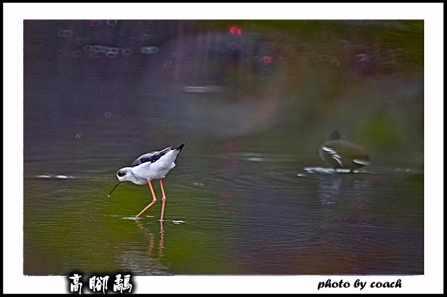 http://i.dcview.tw/gallery/201112/9542d9ed32f9b2c25ff0f502d9d65d54.jpg