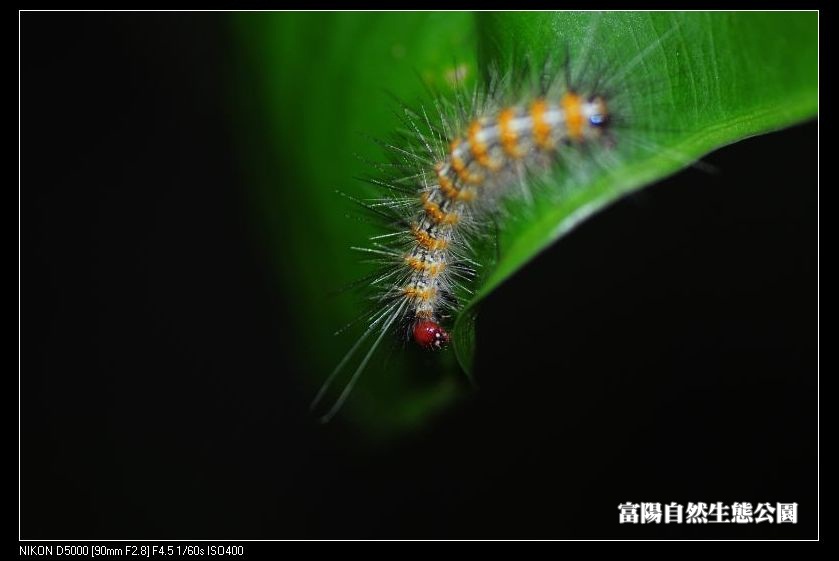 http://i.dcview.tw/gallery/201112/9aa56395bd9d1323a3214a4a26fb709b.jpg