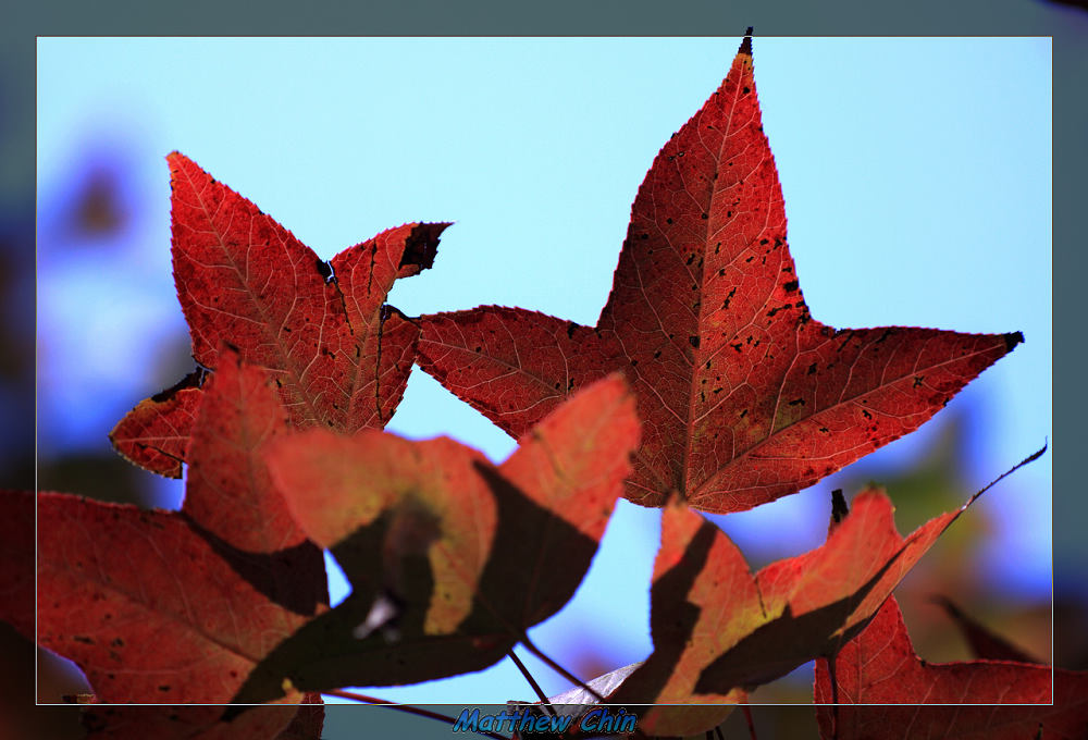http://i.dcview.tw/gallery/201112/9aae2cb0edb50bb5151316a396a8ee56.jpg