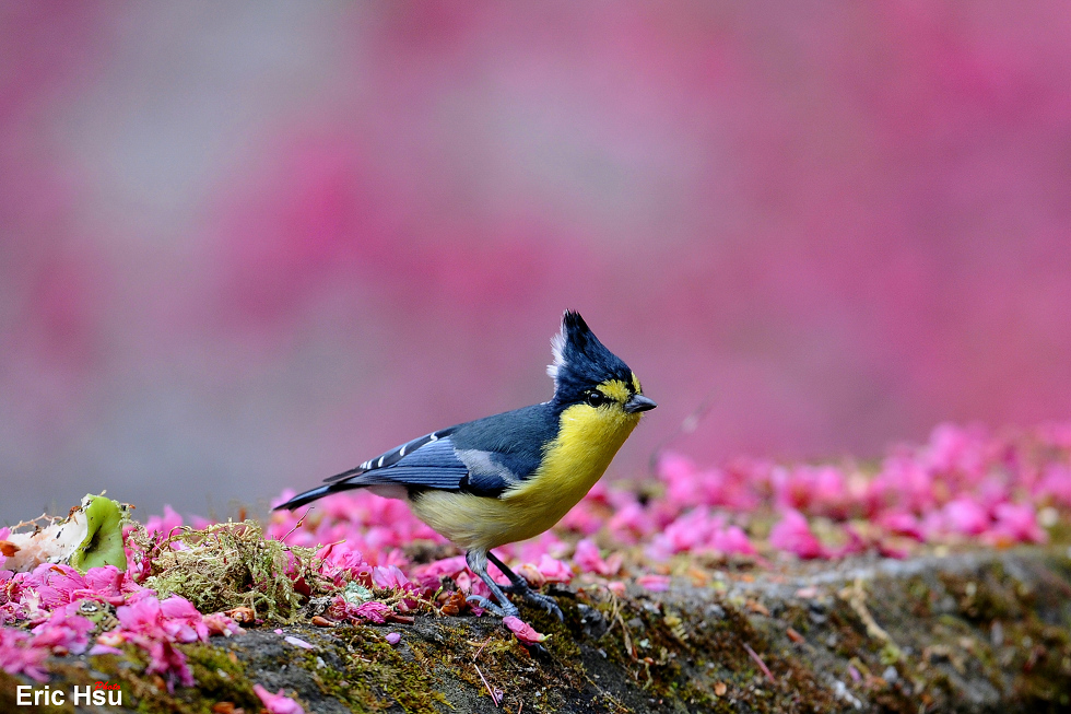 http://i.dcview.tw/gallery/201112/a0d7bfcd6153229890aff42da7ffb197.jpg