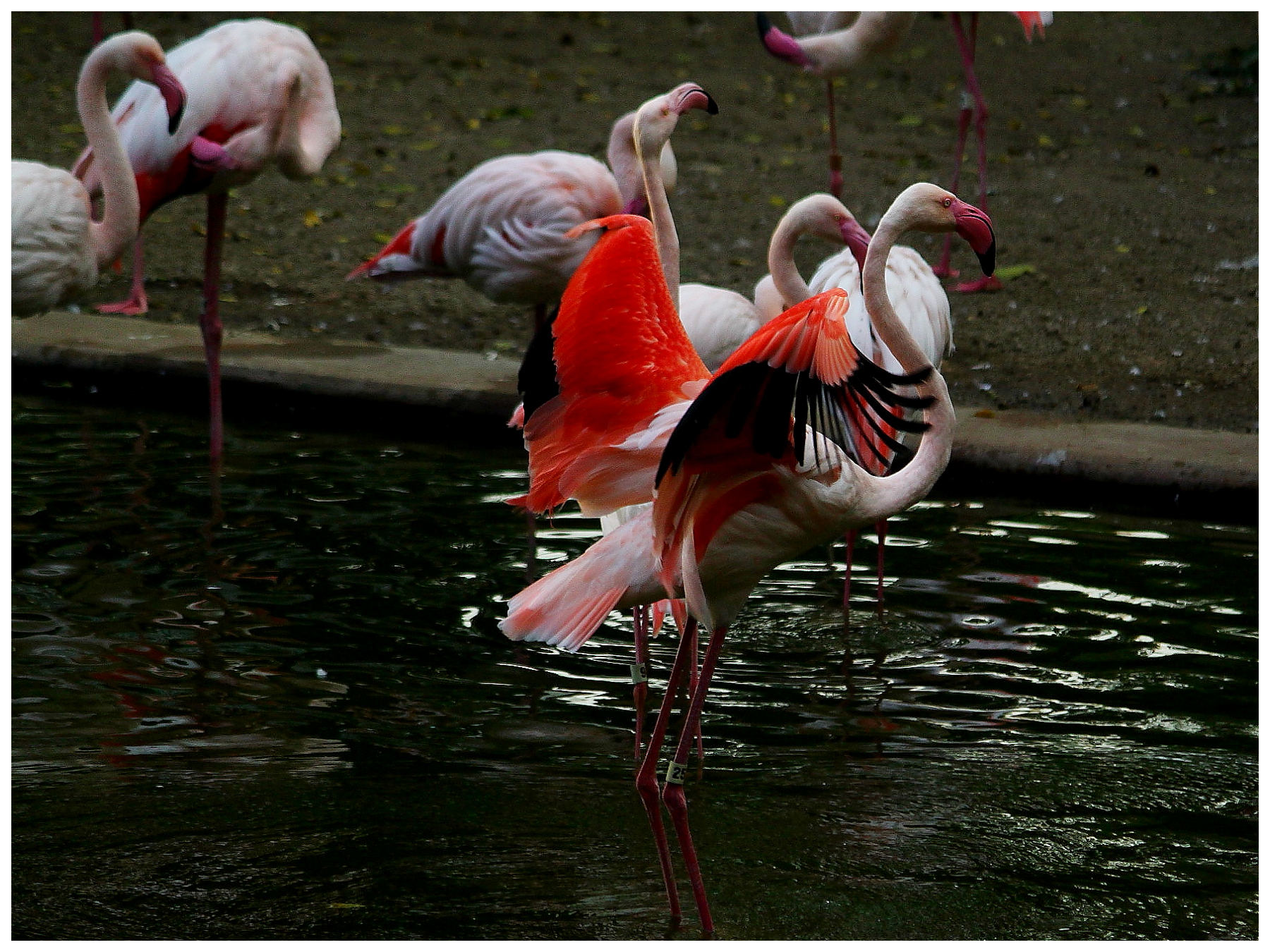 http://i.dcview.tw/gallery/201112/c06074e7e9cfed4d6e9753679d9fb04d.jpg