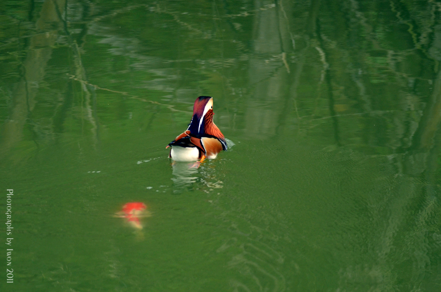 http://i.dcview.tw/gallery/201112/c6f0cd1b8eb4ac438184ff6e3c4dc130.jpg