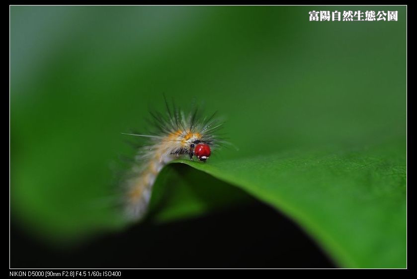 http://i.dcview.tw/gallery/201112/d79365dd6b374022a2370cae26e15951.jpg