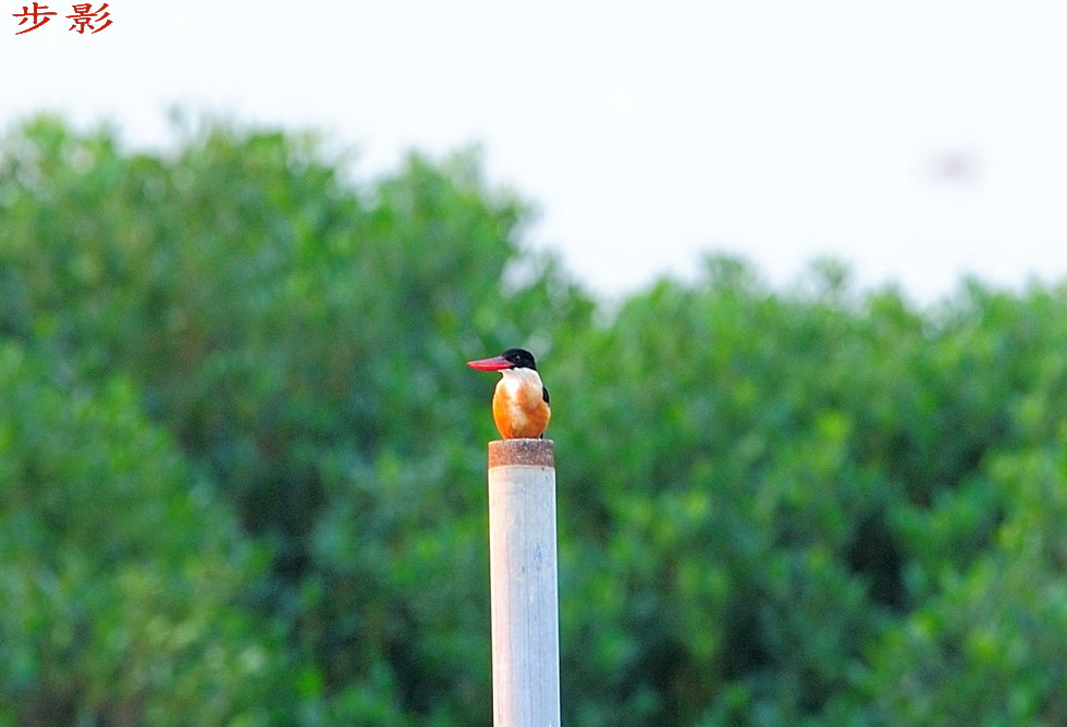 http://i.dcview.tw/gallery/201112/d96508a9271a187f59848af56f4695f0.jpg
