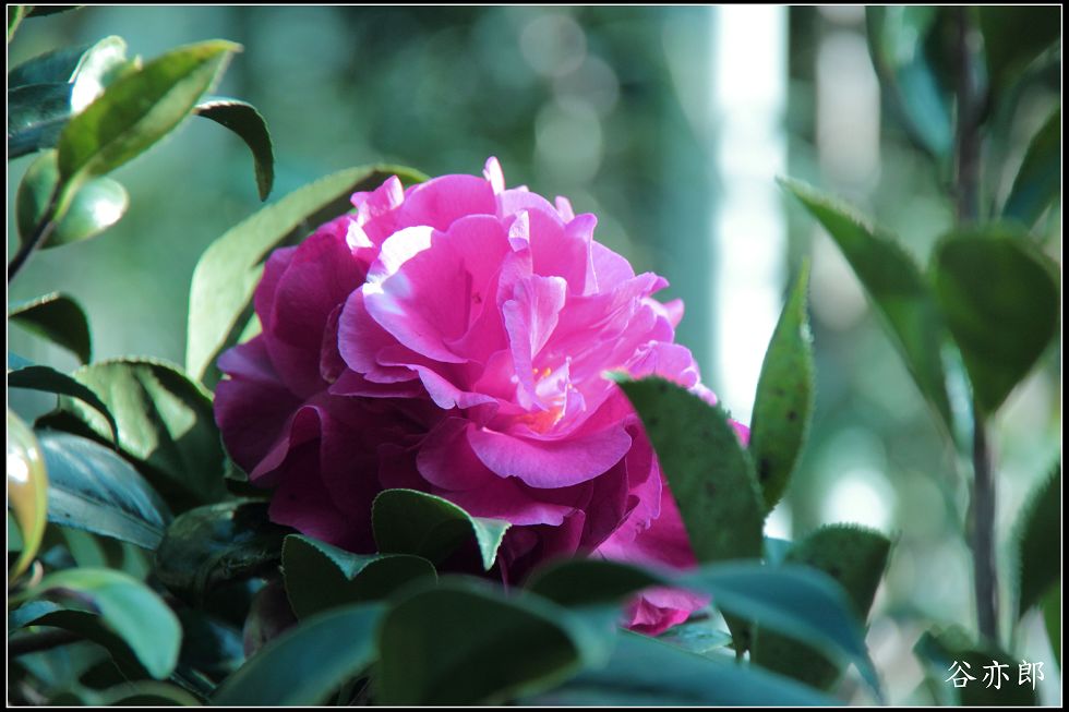 http://i.dcview.tw/gallery/201112/e4e13e8bee7fa36d6517806e2ea521fe.jpg