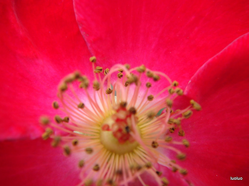 http://i.dcview.tw/gallery/201112/e901223872364ec854661284d19a53e1.jpg