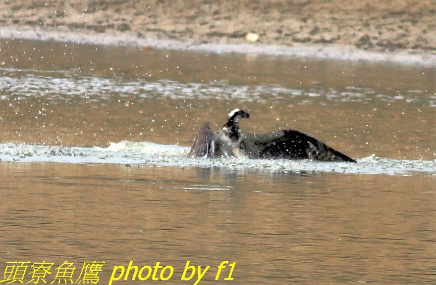 http://i.dcview.tw/gallery/201112/ee8fcc178cb73df8df4be0b3734cdb4a.jpg