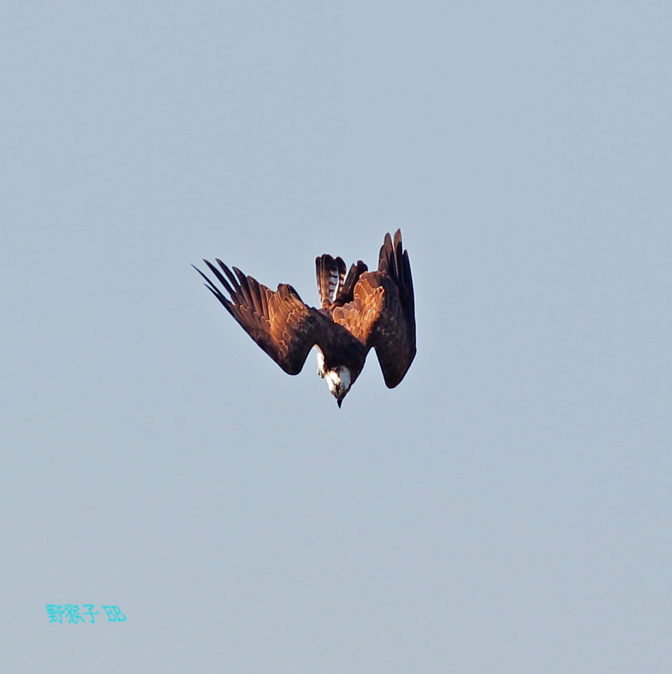 http://i.dcview.tw/gallery/201112/f1872af319a6795b3864c6bd6f83f126.jpg