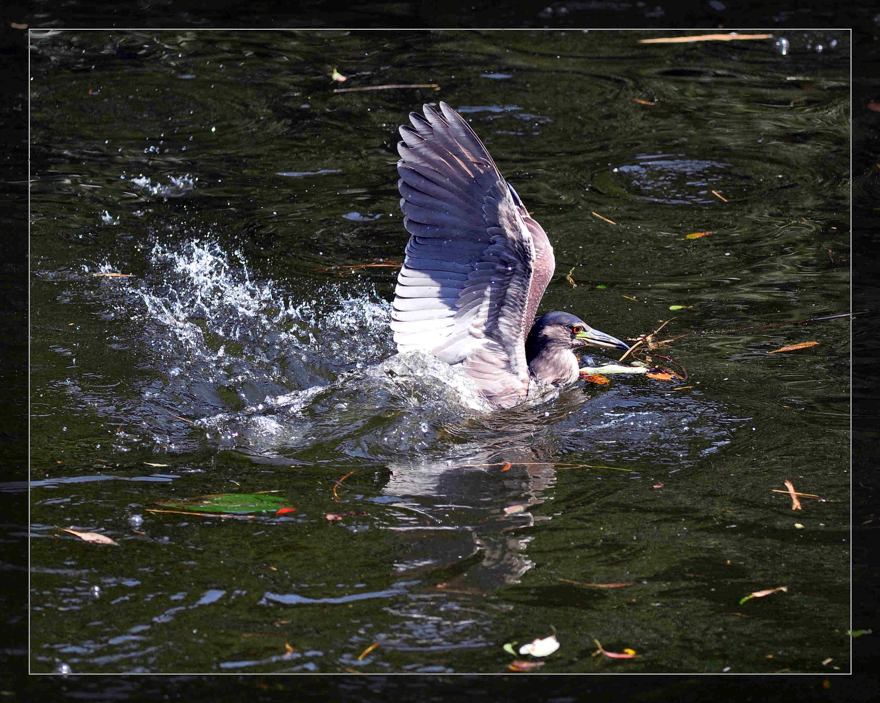 http://i.dcview.tw/gallery/201112/f7bd28d24a7b7edbfa0eaa96947ebc51.jpg
