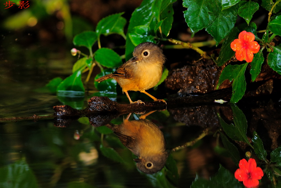 http://i.dcview.tw/gallery/201112/fa89cd726a3048b6a55c726452e1d8c3.jpg