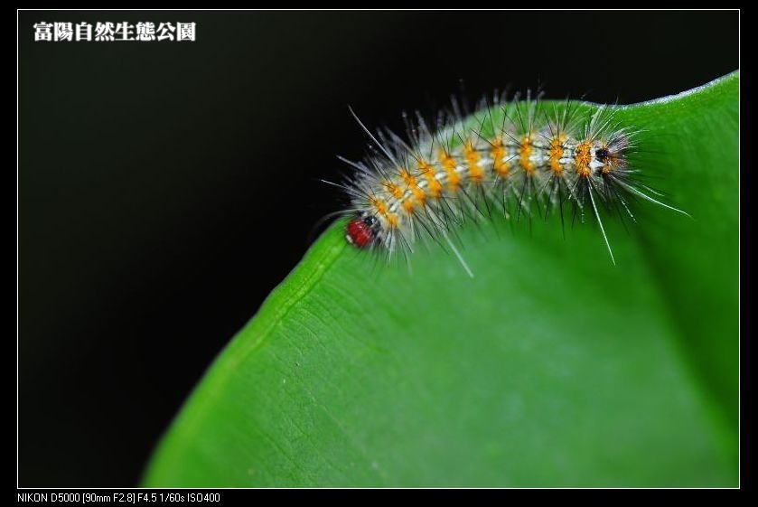 http://i.dcview.tw/gallery/201112/fb4a82cf50033ce043783d95ea0bd4cd.jpg