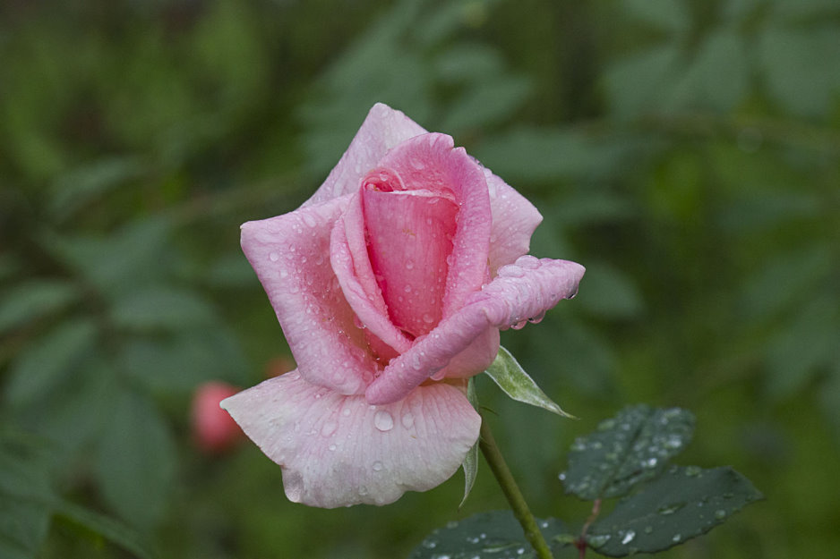 http://i.dcview.tw/gallery/201201/0b9e3cc0c5965e0d862efa0fded5023f.jpg