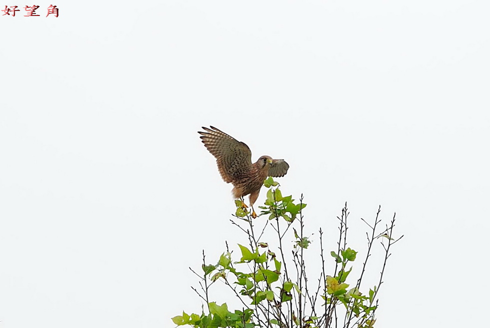 http://i.dcview.tw/gallery/201201/24ca02d3911b66ed0594b144beae2559.jpg