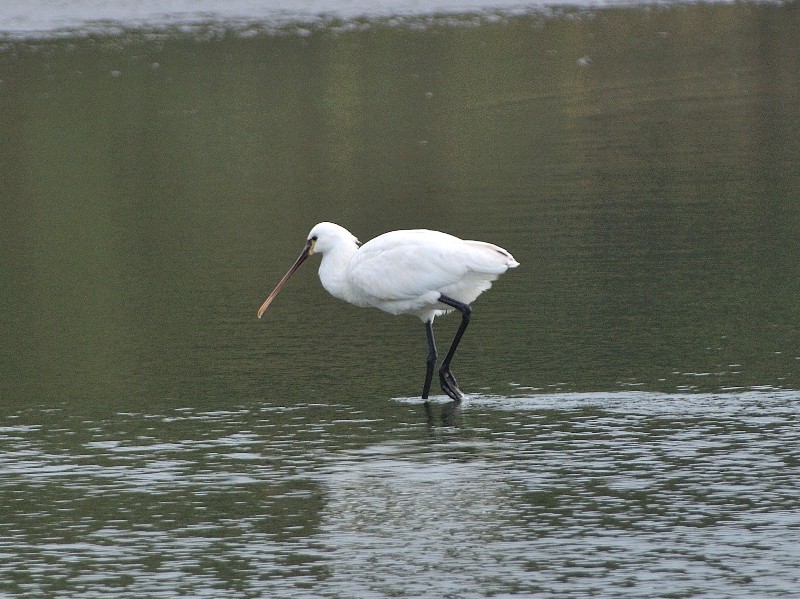 http://i.dcview.tw/gallery/201201/24f1729688c54e81cfd45e9c6d4cf80e.jpg