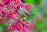 花鳥圖