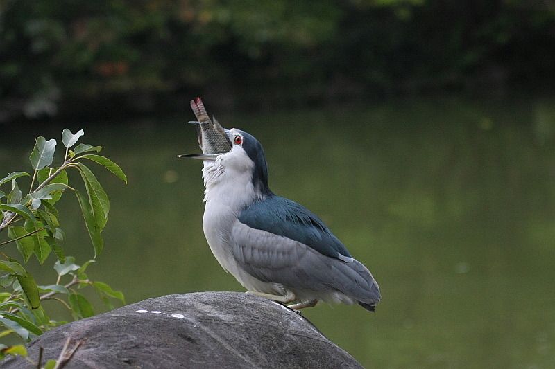 http://i.dcview.tw/gallery/201201/2e98b0773cfbf2514acc7299176fa6b1.jpg
