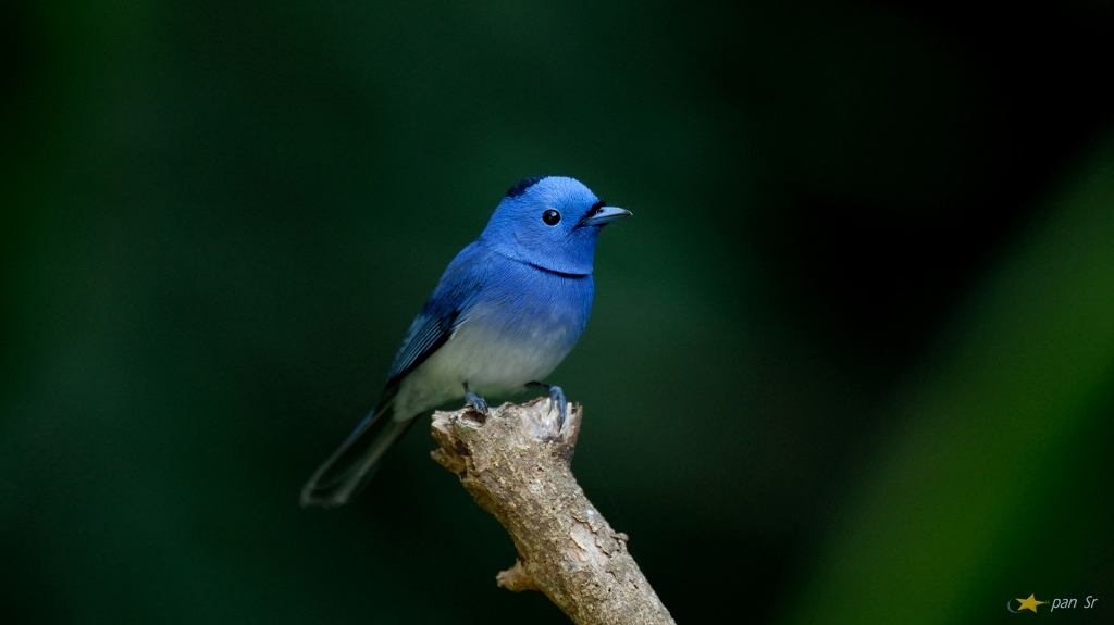 http://i.dcview.tw/gallery/201201/2fb0c2fd6bfb302d11f44278f441a516.jpg