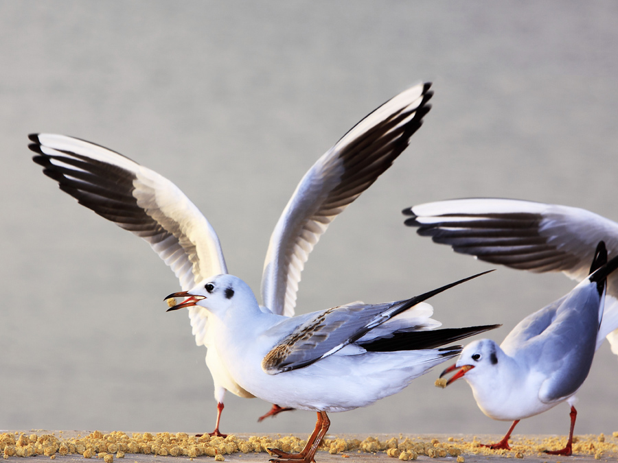 http://i.dcview.tw/gallery/201201/4509ec50d6a924f77d6052a062f86b79.jpg