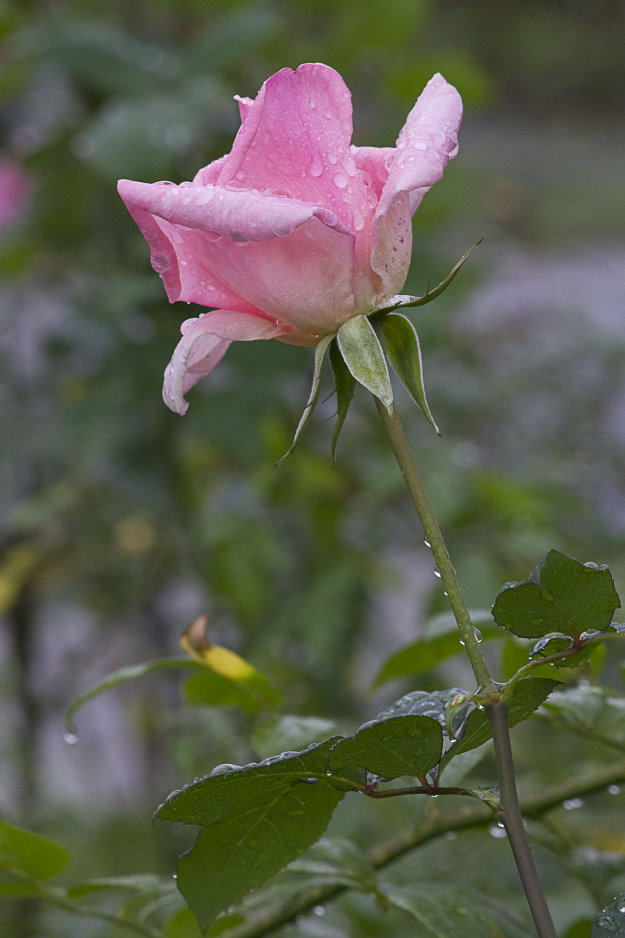 http://i.dcview.tw/gallery/201201/54105e90c473ddb68b4dfa84055eeefd.jpg