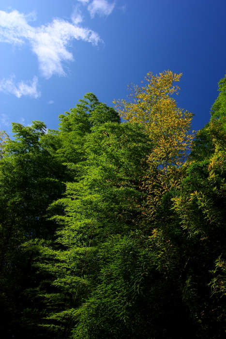 http://i.dcview.tw/gallery/201201/5acb92632cb179d60d04267e426ba647.jpg