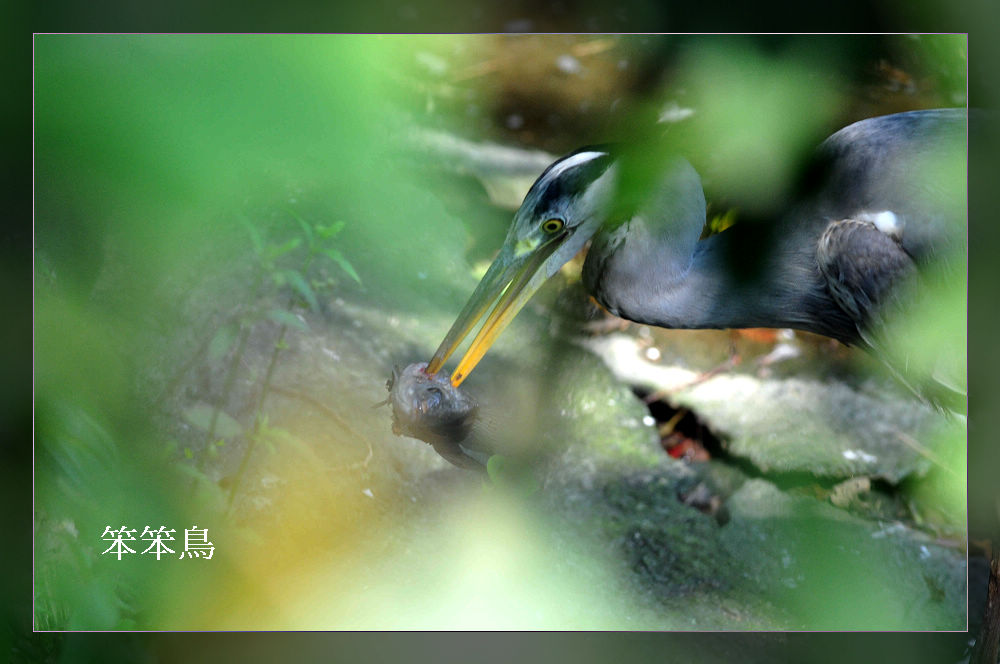 http://i.dcview.tw/gallery/201201/6d9583fb93a34bff6337849b8c96097b.jpg