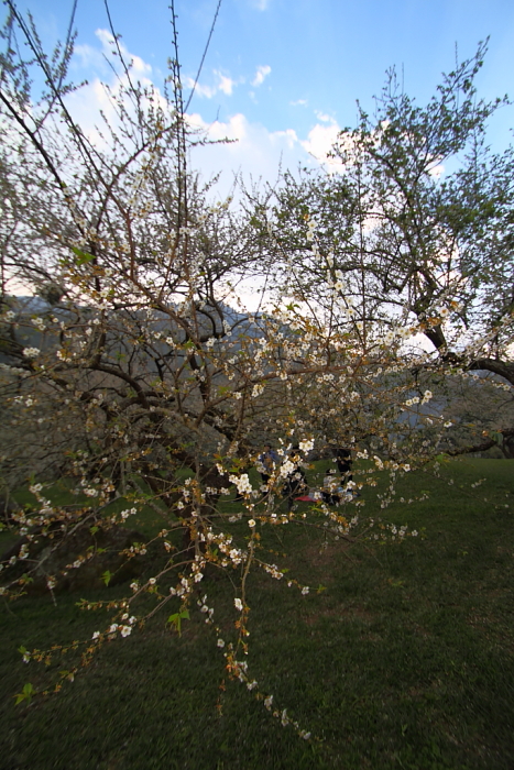 http://i.dcview.tw/gallery/201201/75e5992614c9f26293d209cd4bec20bc.jpg