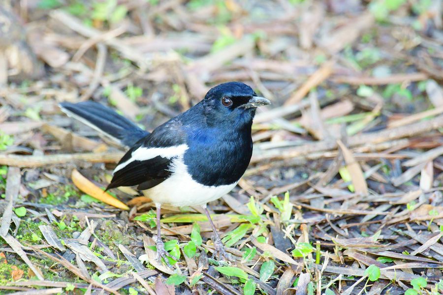 mainImg