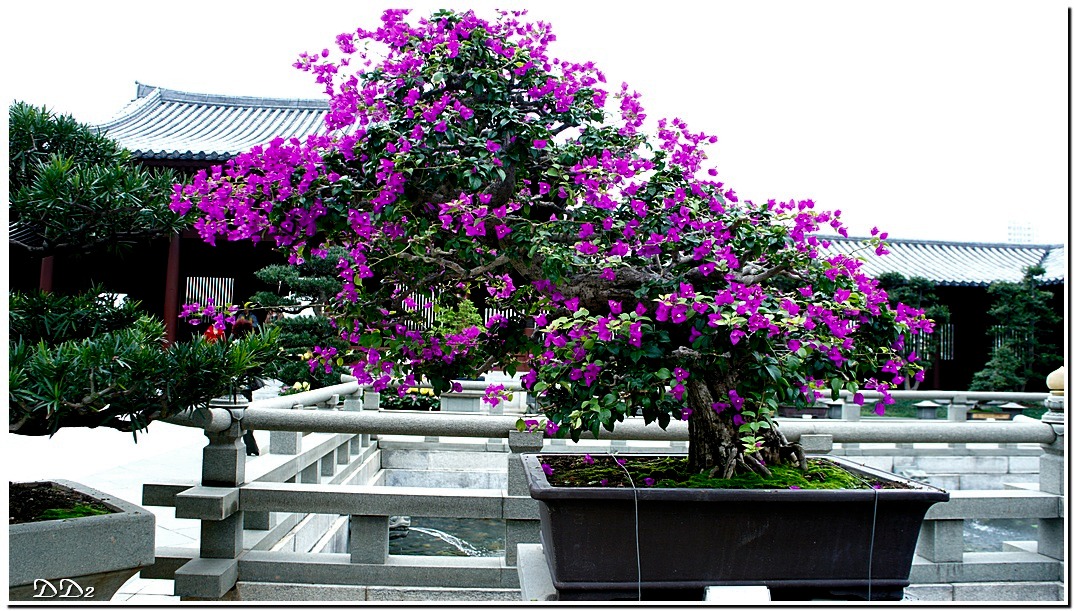 http://i.dcview.tw/gallery/201201/9507b53cc3b1c060f77f26cea064b10a.jpg