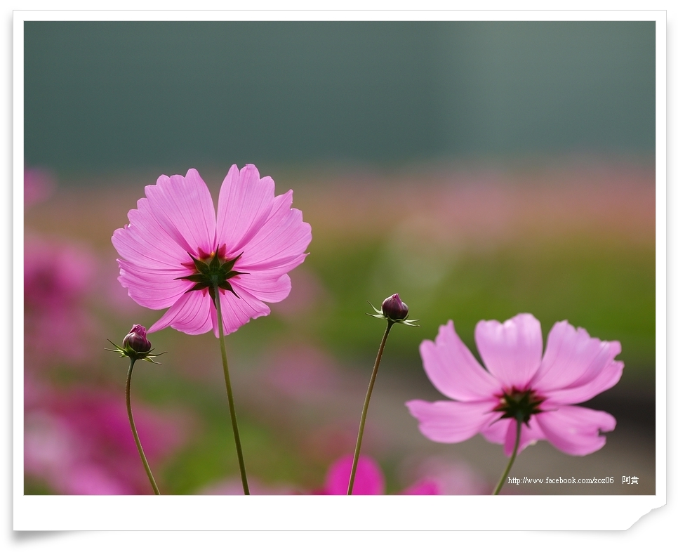 http://i.dcview.tw/gallery/201201/9724cc206859a649d4d37b2c644cf385.jpg